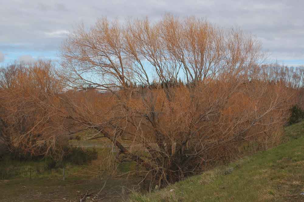 220 - Nueva Zelanda, paisaje